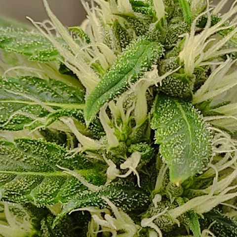 MD growlog timeline photo