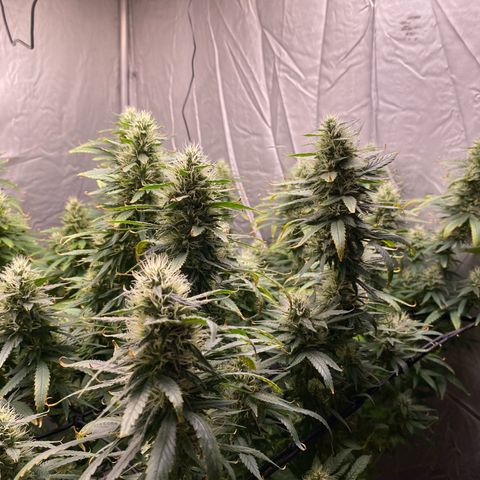 MD growlog timeline photo
