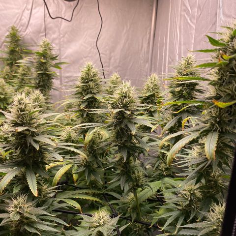 MD growlog timeline photo