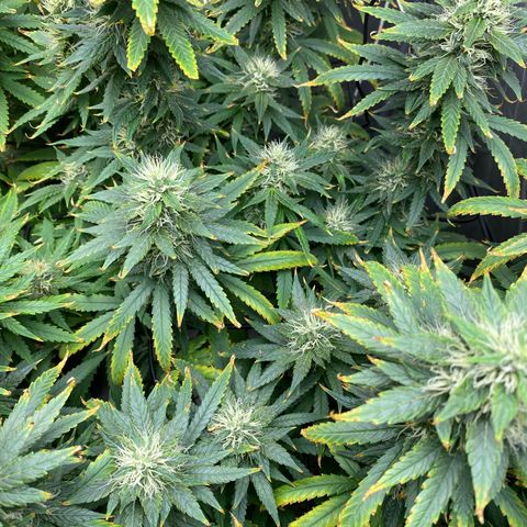 MD growlog timeline photo
