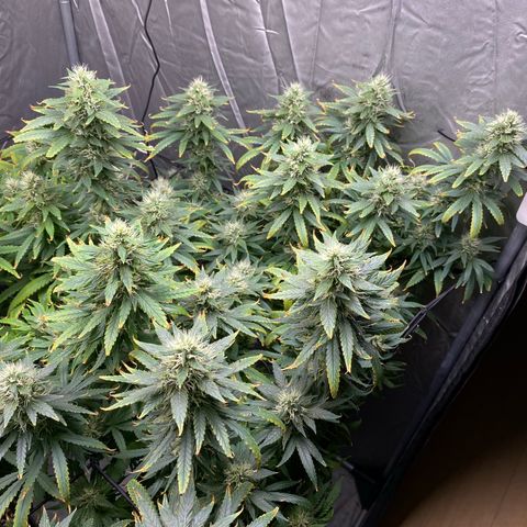 MD growlog timeline photo