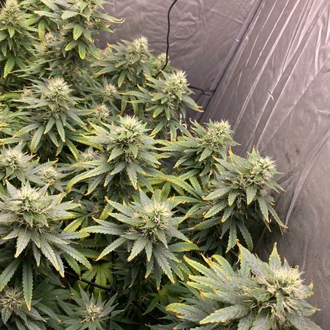 MD growlog timeline photo
