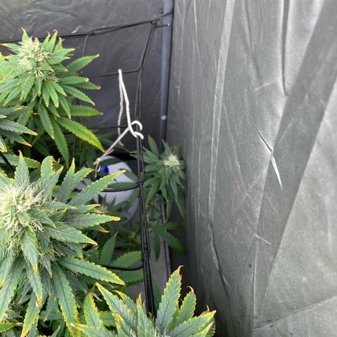 MD growlog timeline photo