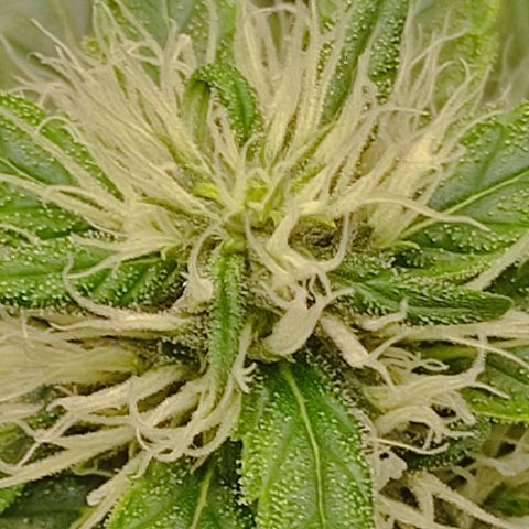 MD growlog timeline photo