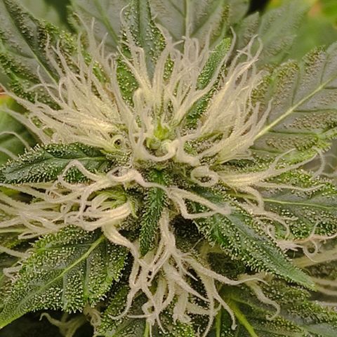 MD growlog timeline photo