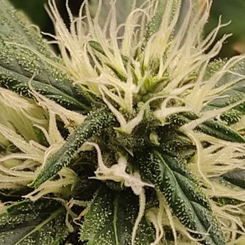 MD growlog timeline photo