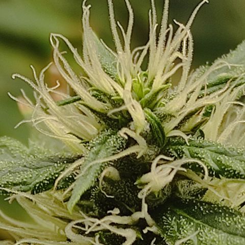 MD growlog timeline photo