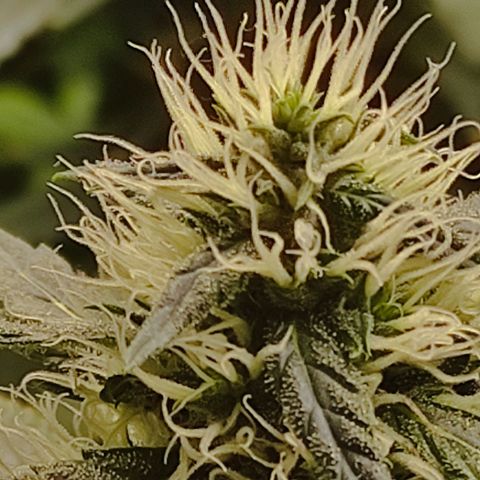 MD growlog timeline photo