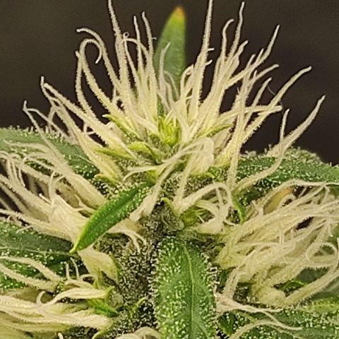 MD growlog timeline photo