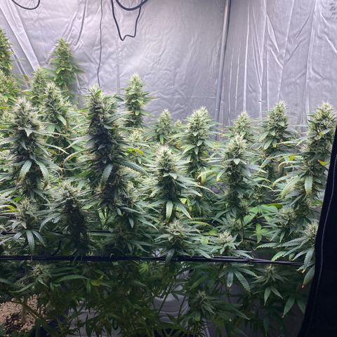 MD growlog timeline photo