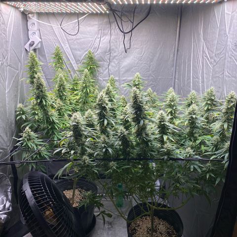 MD growlog timeline photo