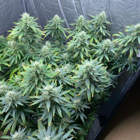 MD growlog timeline photo