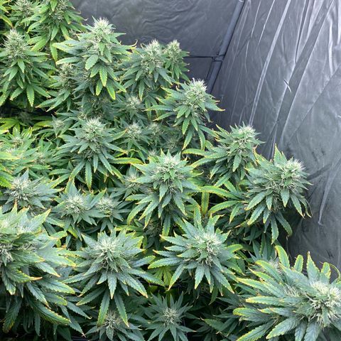 MD growlog timeline photo