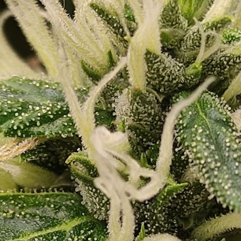 MD growlog timeline photo