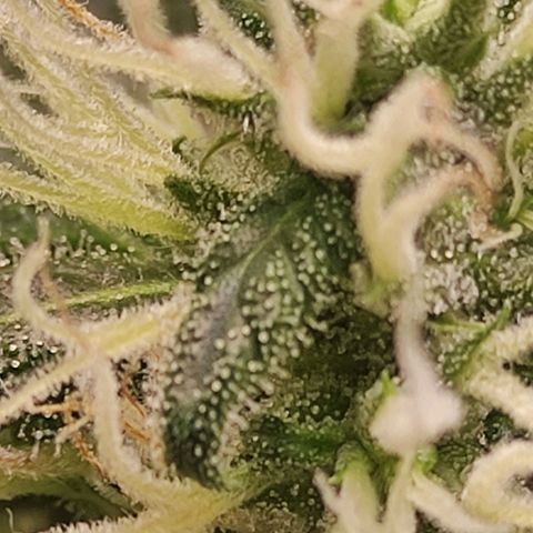 MD growlog timeline photo