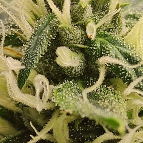 MD growlog timeline photo