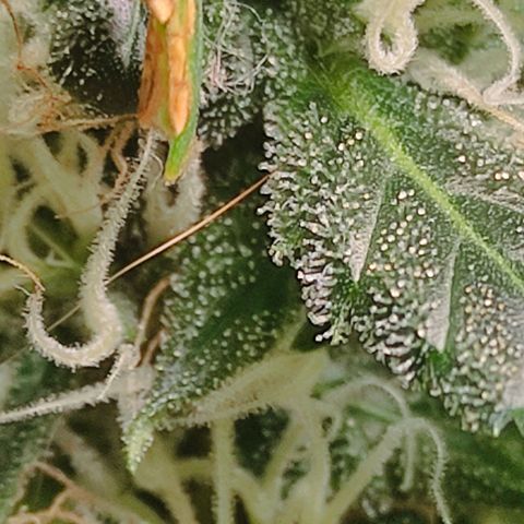 MD growlog timeline photo