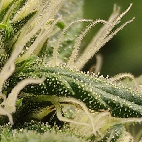 MD growlog timeline photo