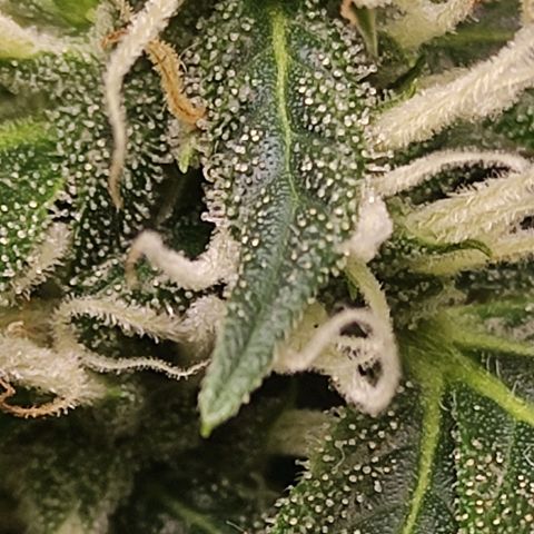 MD growlog timeline photo