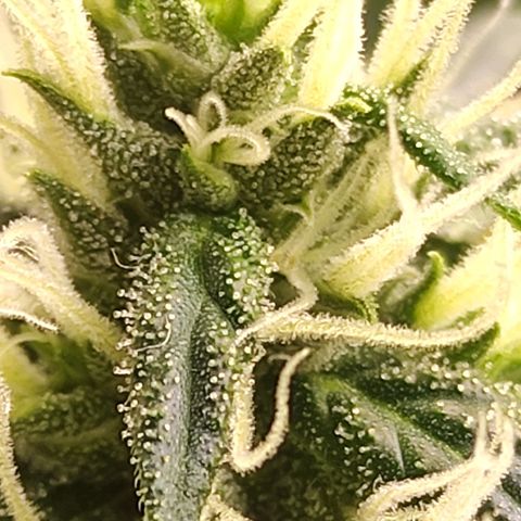 MD growlog timeline photo