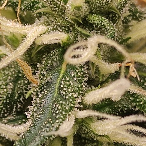 MD growlog timeline photo