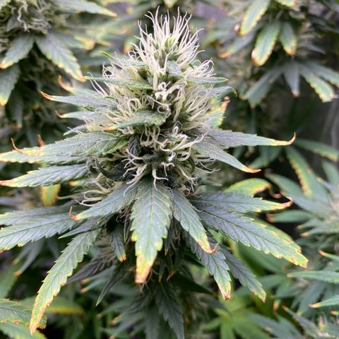MD growlog timeline photo