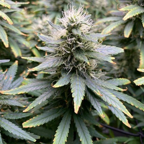 MD growlog timeline photo