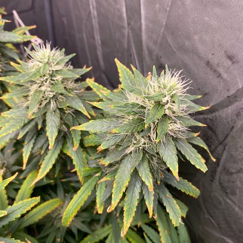 MD growlog timeline photo