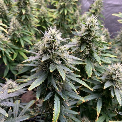 MD growlog timeline photo
