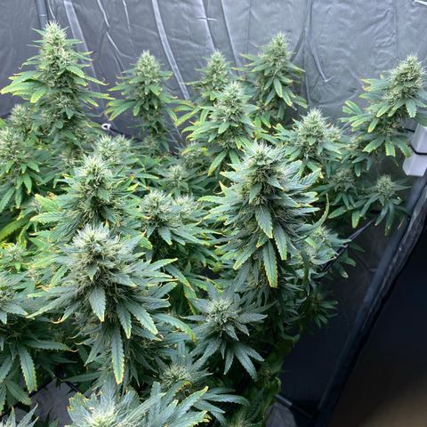MD growlog timeline photo