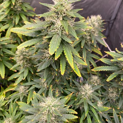 MD growlog timeline photo