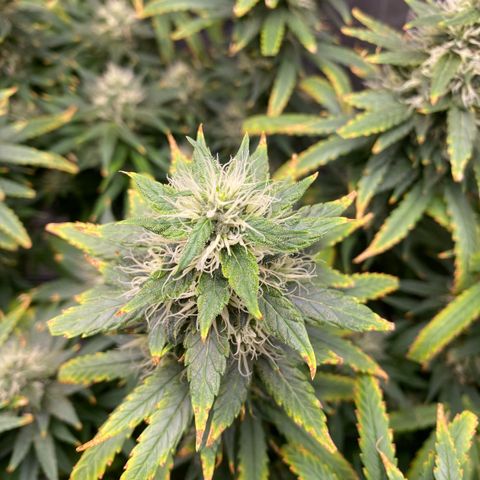 MD growlog timeline photo