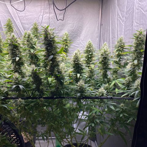 MD growlog timeline photo