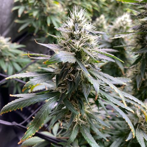 MD growlog timeline photo