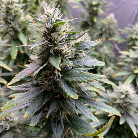 MD growlog timeline photo