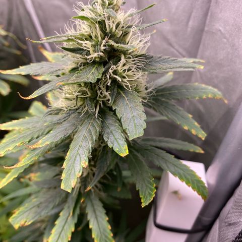 MD growlog timeline photo