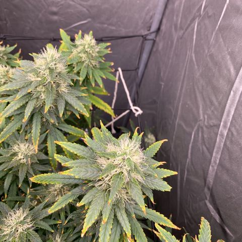 MD growlog timeline photo