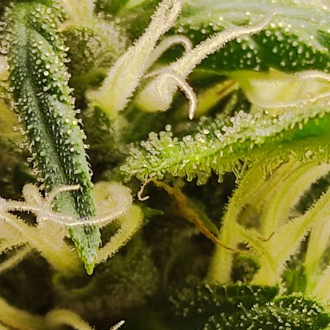 MD growlog timeline photo