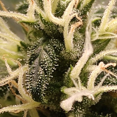 MD growlog timeline photo