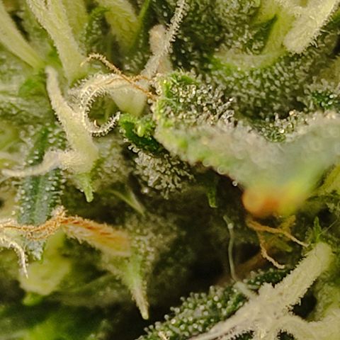 MD growlog timeline photo