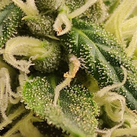 MD growlog timeline photo