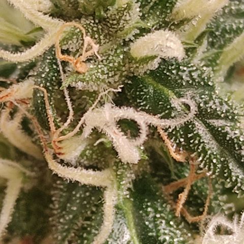 MD growlog timeline photo
