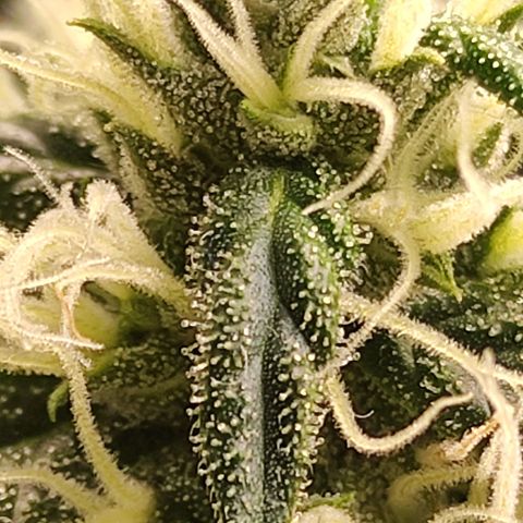 MD growlog timeline photo
