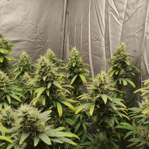 MD growlog timeline photo