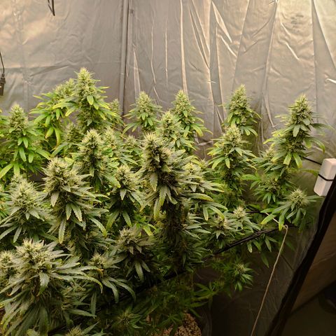 MD growlog timeline photo