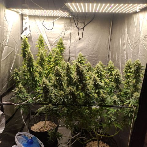 MD growlog timeline photo