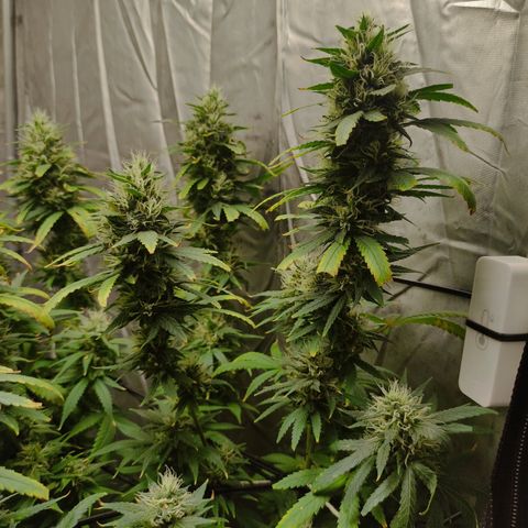 MD growlog timeline photo