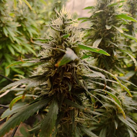 MD growlog timeline photo