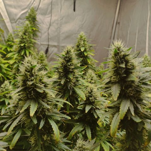 MD growlog timeline photo