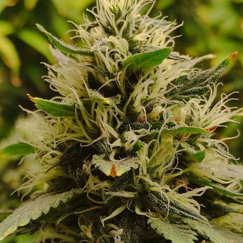 MD growlog timeline photo